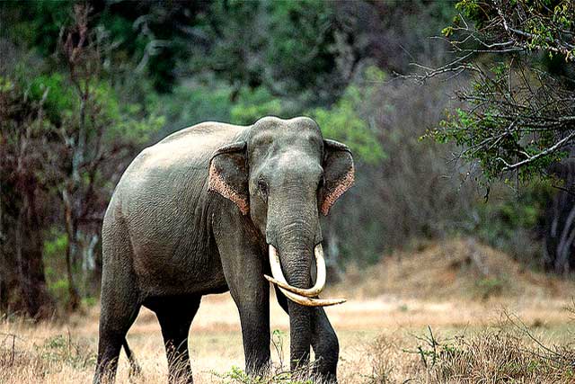 sri-lankan-wild-life7