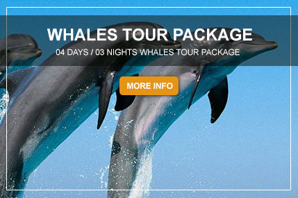 WHALES-TOUR-PACKAGE
